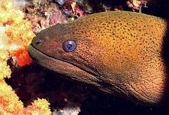 Raja Ampat 2016 - Gymnothorax javanicus - Giant moray - Murene Javanaise - IMG_5149_rc